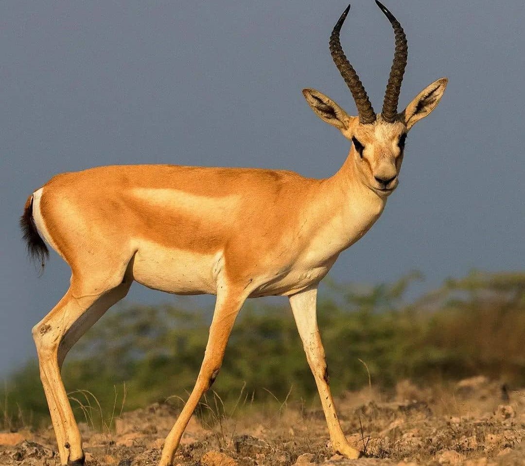 آهوی ایرانی در پارک آهوان کیش